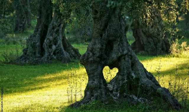 Il grande cuore degli ulivi